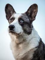 Handsome Gray Corgi Dog Shows Standard Stance And Portrait B Pet Training photo