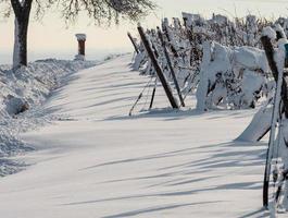 Alsace vineyards under heavy snow on a sunny winter day. Details and top view. photo