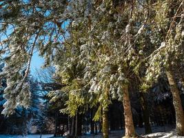 Beautiful snowy forest in the Vosges mountains. photo