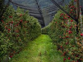 The apples are ripe. Apple picking season. Black Forest. Germany photo