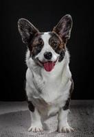 Beautiful brown corgi dog closeup emotional portrait photo