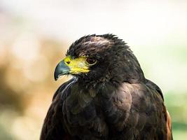 Huge eagle shot close-up of the flora and fauna of Vosges photo