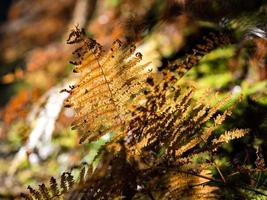 colores otoñales brillantes en las montañas de los vosgos. alsacia foto