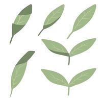 Vector set of green tea leaves. Various tea leaves.
