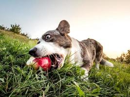 Funny corgi dog photographed with a fishye lens, funny distorted proportions of the muzzle
