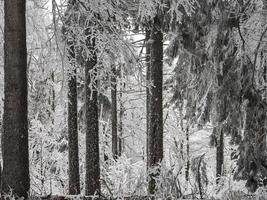 Snow covered forest in the Vosges. Fog covers the mountains. photo