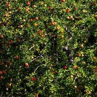 las manzanas están maduras. temporada de recolección de manzanas. bosque Negro. Alemania foto