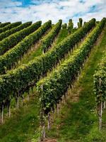 las uvas están maduras. temporada de cosecha vinificación en alsacia. foto