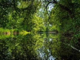 A river in the forest under the shade of trees, a natural river. Summer. photo