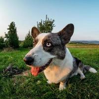 Funny corgi dog photographed with a fishye lens, funny distorted proportions of the muzzle photo