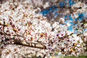 Cherry trees flowering at spring, Strasbourg, Alsace photo