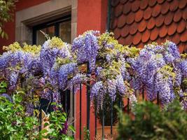 Flowering wisteria. Stunning lilac creepers. Sunny weather. Strasbourg. The comfort and beauty of a spring day in a quiet quarter of the city. photo