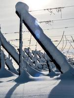 Alsace vineyards under heavy snow on a sunny winter day. Details and top view. photo