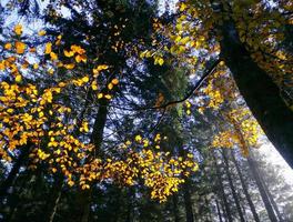Sunrise in the foggy autumnal forest photo