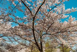 Cherry trees flowering at spring, Strasbourg, Alsace photo