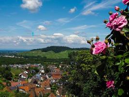 Green hills of Black Forest region view through the fresh roses, Germany photo