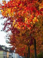 hojas de arce y sicómoro de otoño multicolor puntiagudas. de cerca. foto