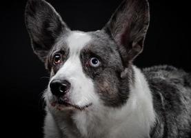 Beautiful grey corgi dog with different colored eyes closeup emotional portrait photo