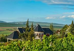 Summertime sunny landscape with big house and vineyards photo