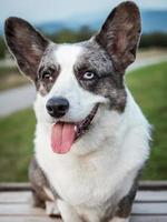 Handsome Gray Corgi Dog Shows Standard Stance And Portrait B Pet Training photo