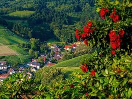 pequeño y acogedor pueblo alemán entre las verdes colinas, viñedos en la selva negra foto