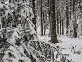 Snow covered forest in the Vosges. Fog covers the mountains. photo