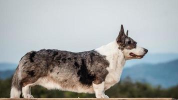 Handsome Gray Corgi Dog Shows Standard Stance And Portrait B Pet Training photo