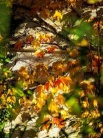 Pointed multicolored autumn maple and sycamore leaves. Close-up. photo