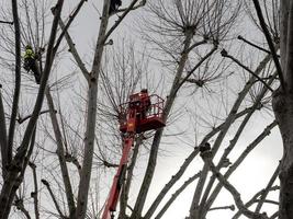 los trabajadores cortan enormes plátanos en invierno. ascensor, equipo de construcción. foto