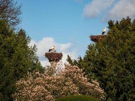 Beautiful white storks in the nest on blue sky backgroung, springtime photo