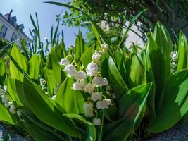 Tender white lilies of the valley on a background of green leaves. Spring macro landscape. photo