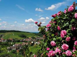 Green hills of Black Forest region view through the fresh roses, Germany photo