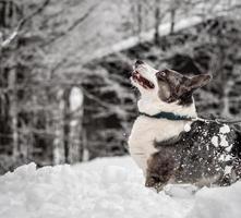 Funny corgi in the winter forest plays with snow. photo