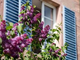 Violet lilac flowering in Strasbourg, sunny day, beautiful weather photo