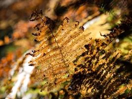 colores otoñales brillantes en las montañas de los vosgos. alsacia foto