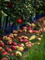 The apples are ripe. Apple picking season. Black Forest. Germany photo