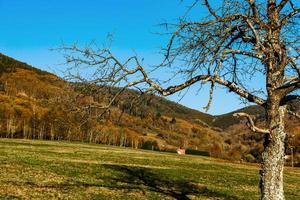 árbol con musgo en el bosque, horario de verano foto