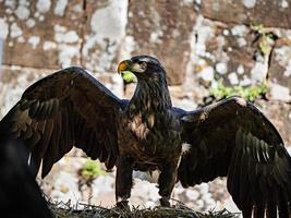 enorme disparo de águila de cerca de la flora y la fauna de los Vosgos foto