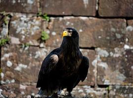 enorme disparo de águila de cerca de la flora y la fauna de los Vosgos foto