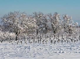 Snow-covered white fields in Alsace, top view. White desert. photo