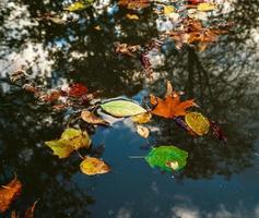 Pointed multicolored autumn maple and sycamore leaves. Close-up. photo