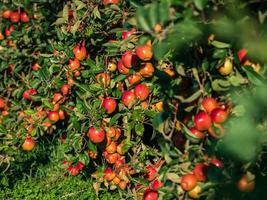 Apple plantations in Alsace. Growing fruit. Sun, autumn. photo