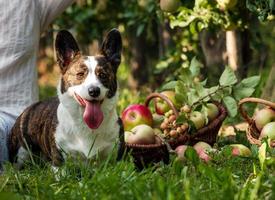 A corgi dog lies near a basket of ripe apples in a large apple orchard