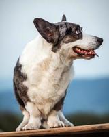 hermoso perro corgi gris muestra postura estándar y retrato b entrenamiento de mascotas foto