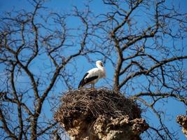 Beautiful white storks in the nest on blue sky backgroung, springtime photo