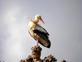 Beautiful white storks in the nest on blue sky backgroung, springtime photo