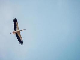 White stork with huge wings soars in the blue sky photo