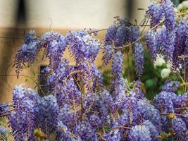 glicina en flor. Impresionantes enredaderas lilas. tiempo soleado. Estrasburgo. la comodidad y la belleza de un día de primavera en un barrio tranquilo de la ciudad. foto