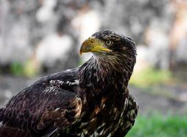 Huge eagle shot close-up of the flora and fauna of Vosges photo