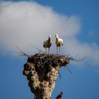 hermosas cigüeñas blancas en el nido en el fondo del cielo azul, primavera foto